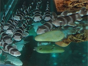 В севастопольском аквариуме заканчивается корм