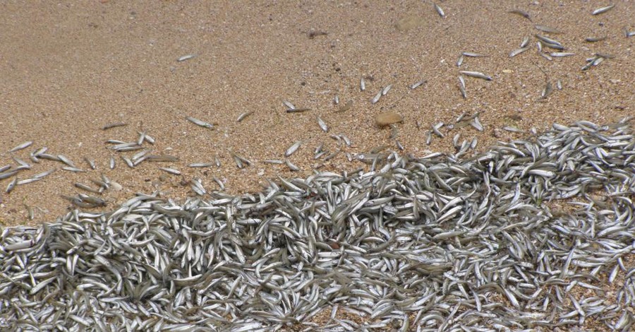 На побережье Керчи полно мертвой рыбы