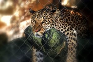 Бебби-бум в Ялтинском зоопарке -  вслед за тиграми родился детеныш леопарда