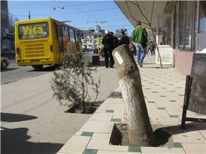 Столичные благоустроители замуровали в бетон больше десятка деревьев