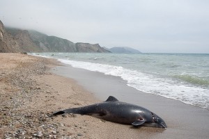 В Тихой бухте  Коктебеля нашли мертвого дельфина