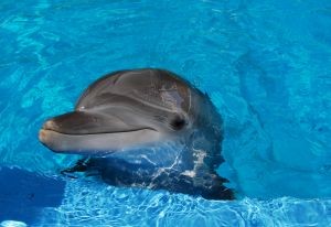 Около 30 дельфинов погибли на берегу Черного моря
