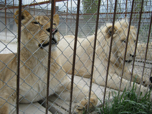 В Белогорском сафари-парке выпустили львов