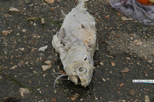 В Керчи на набережной разлагаются трупы рыб