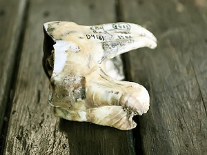 В Крымских горах откопали древнего носорога
