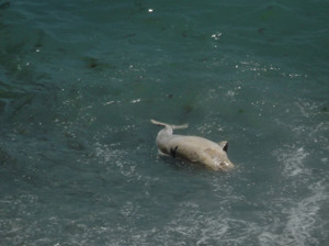 В Ялте в море плавал мертвый дельфин