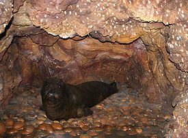 Ученые запрещают фотографировать в Керчи  тюленя-монаха