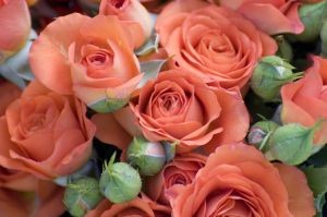Мэр Донецка решил подарить Севастополю 5 тысяч роз