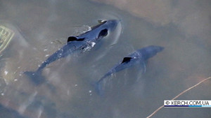 На керченском заводе застряли два голодных дельфина 