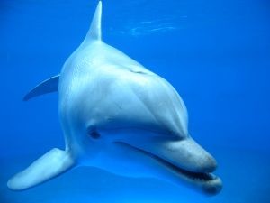 Экологи спасли трех дельфинов в Севастополе