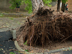 Ураган в Евпатории повалил деревья и оставил людей без света