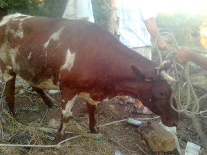 В Крыму спасли корову, упавшую в канализацию