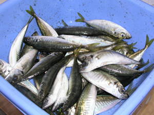 В Феодосии рыбу перед продажей моют в ливнестоках