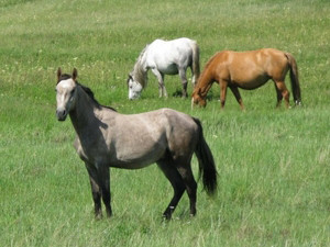 На красивых лошадях в Крыму катают туристов, а из невзрачных делают шашлык