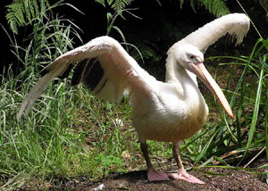 На озера Феодосии прилетели около тысячи редких птиц