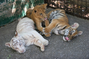 В ялтинском зоопарке родилась тройня амурских тигров