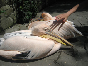 Розовые пеликаны оккупировали кассу ялтинского зоопарка