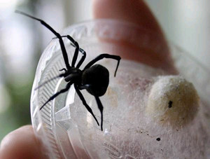 На крымчан нападают ядовитые пауки