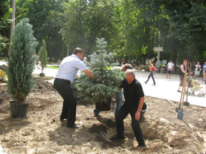 Симферопольские депутаты взмокли, высаживая деревья