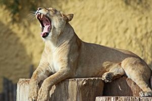 В Симферопольском зоопарке плачет львица