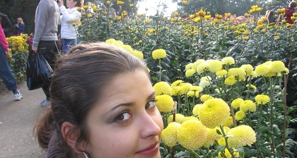 В Никитском саду вымерзли хризантемы