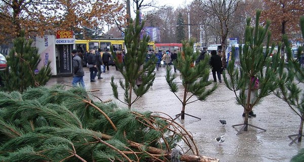 За новогоднюю елку в Крыму попросят до 1000 гривен