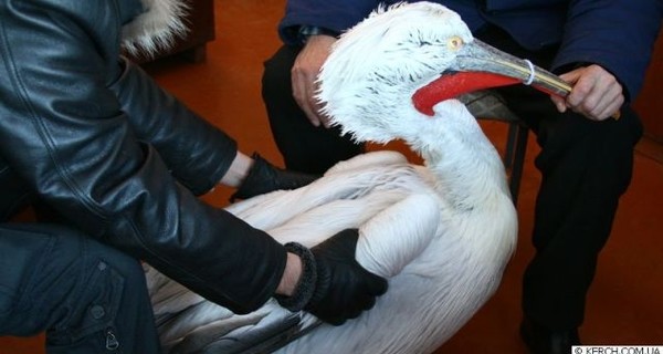 В Керчи спасли обледеневшего пеликана