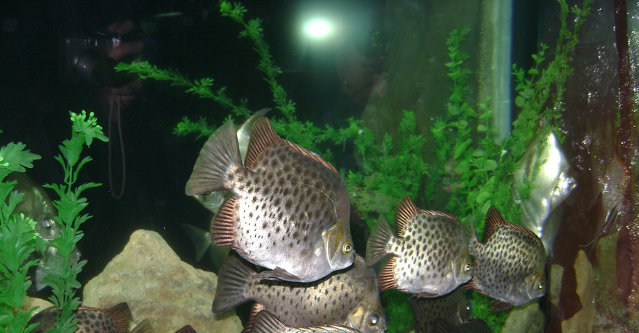 Евпаторийский аквариум пополнился новыми обитателями