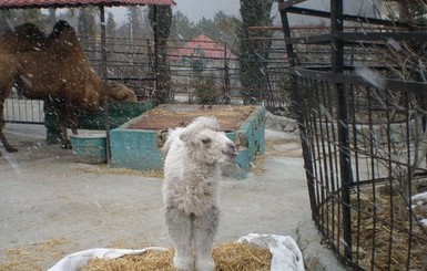 В Ялтинском зоопарке родился подарок крымчанкам к 8 марта
