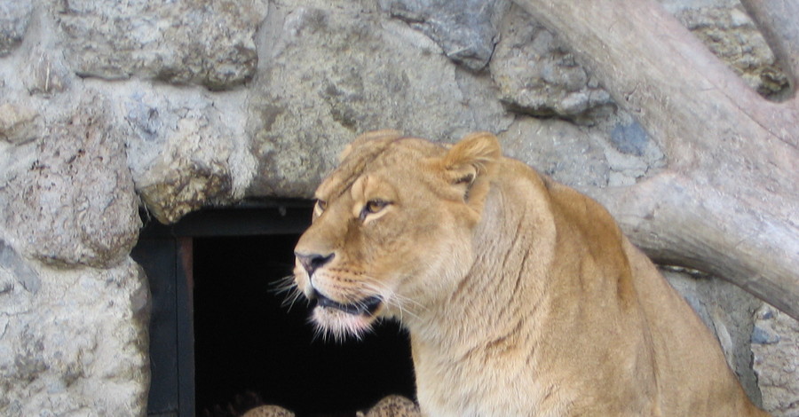 Два льва из Белогорского сафари-парка попали под 