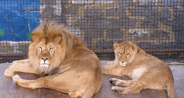 В Белогорском сафари-парке можно будет кормить львов