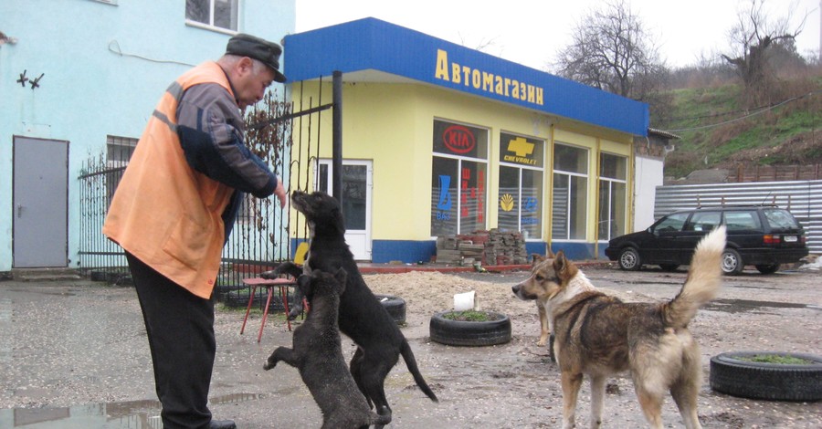После кровавых событий в Каменке построят новый приют для собак