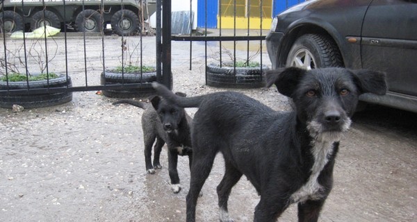 Кто решит судьбу бродячих собак в Крыму?