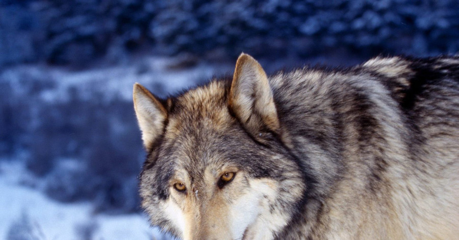 В тушке волка, покусавшего троих крымчан, нашли возбудитель бешенства