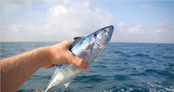 В Черном море завелась неизвестная рыба?