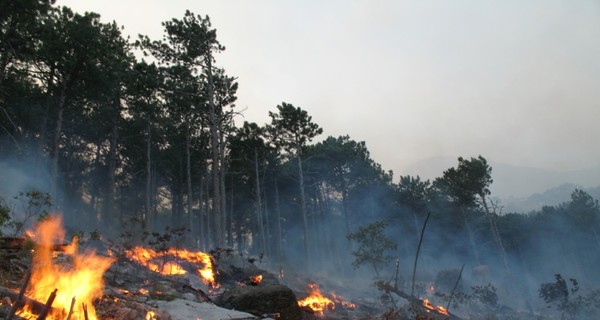 Крымский лес на ЮБК тушит почти три сотни человек