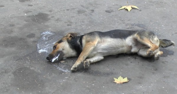 В Керчи массово травят собак