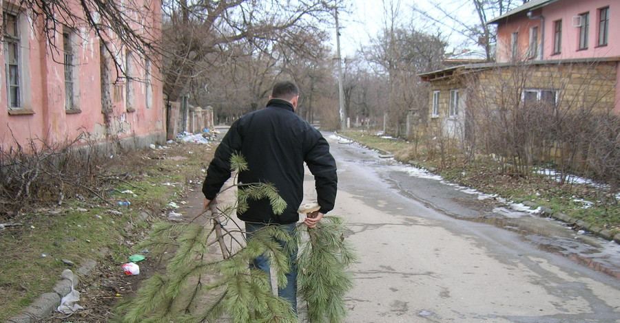 В Крыму новогодние елки скормят животным