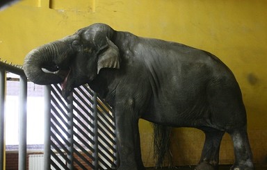 Зоопарк раздает слонов 