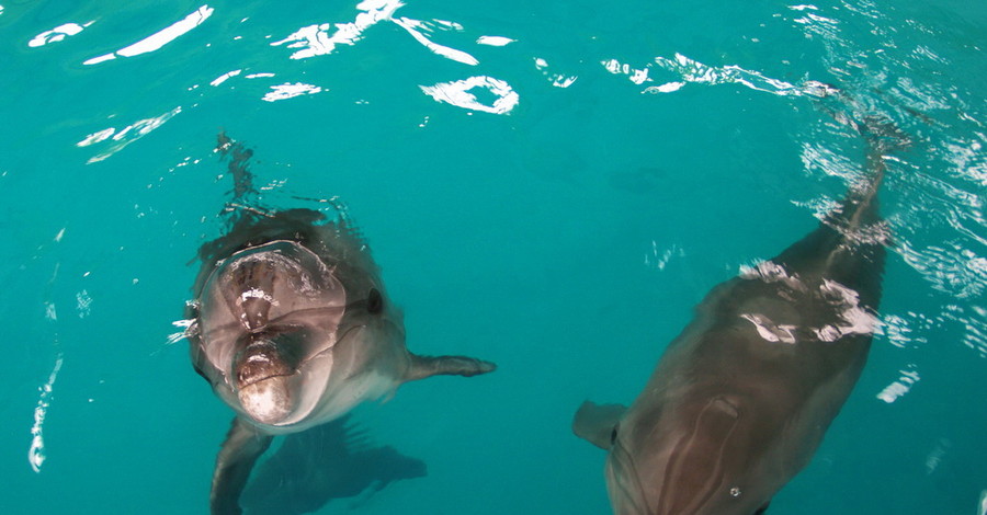 В Севастополе для дельфинов создадут заповедник