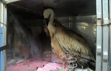 Раненому сипу ищут место в крымских зоопарках