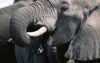 Впервые за 20 лет в Сомали появился слон