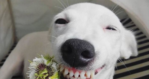 Собака-улыбака стала новой звездой в сети
