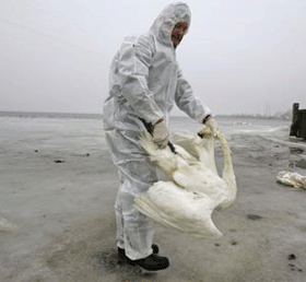 В Крыму ожидают новую вспышку птичьего гриппа 