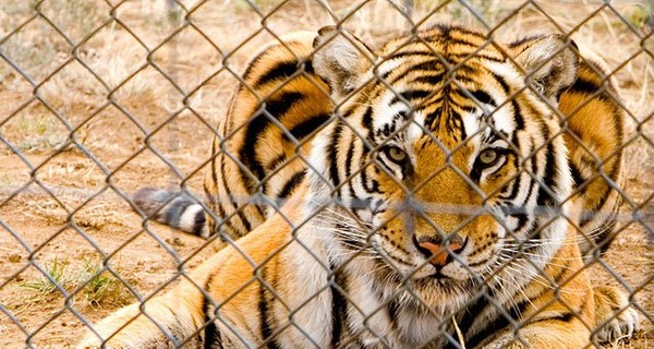 Дворник Николаевского зоопарка прыгнул в вольер с тиграми