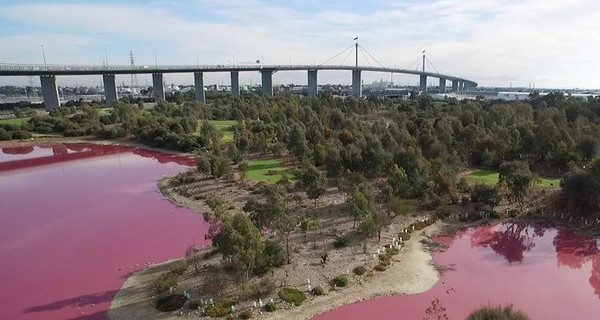 Озеро в Австралии стало розовым из-за водорослей