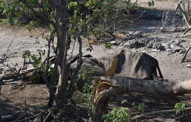 В Ботсване массово гибнут слоны: у них заподозрили COVID-19