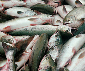 Крым отмечает День рыбака 