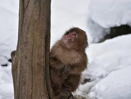 У харківському зоопарку показали, як японські макаки радіють снігу
