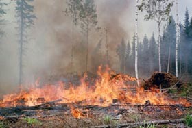 В крымских лесах бушуют пожары 
